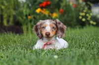 Shyla, a female Miniature Dachshund for sale in Millersburg, OH – 6 of 7