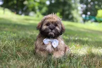 Buddy, a male Lhasa Apso for sale in Millersburg, OH – 1 of 7