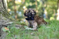 Conner, a male Lhasa Apso for sale in Millersburg, OH – 5 of 9