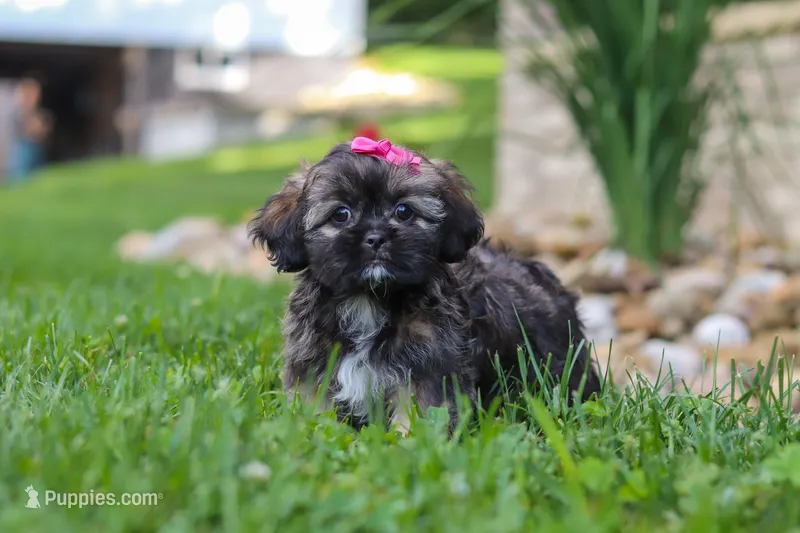 Sophia – Lhasa Apso puppy for sale in Millersburg, OH