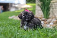 Sophia, a female Lhasa Apso for sale in Millersburg, OH – 1 of 7