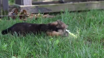 Gary, a male Shorkie for sale in Millersburg, OH – 10 of 10