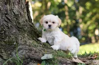 Cody, a male Lhasa Apso for sale in Millersburg, OH – 4 of 9