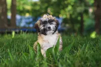 Cynthia, a female Lhasa Apso for sale in Millersburg, OH – 8 of 9