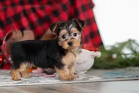 Chloe, a female Bichon Frise and Yorkshire Terrier for sale in Millersburg, OH – Photo 9 of 10