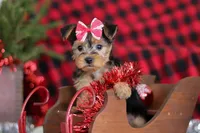 Chloe, a female Bichon Frise and Yorkshire Terrier for sale in Millersburg, OH – Photo 1 of 10