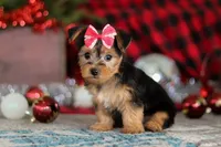Chloe, a female Bichon Frise and Yorkshire Terrier for sale in Millersburg, OH – Photo 5 of 10