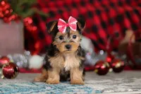 Chloe, a female Bichon Frise and Yorkshire Terrier for sale in Millersburg, OH – Photo 3 of 10