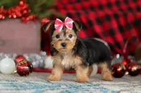 Chloe, a female Bichon Frise and Yorkshire Terrier for sale in Millersburg, OH – Photo 7 of 10