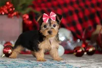 Chloe, a female Bichon Frise and Yorkshire Terrier for sale in Millersburg, OH – Photo 6 of 10