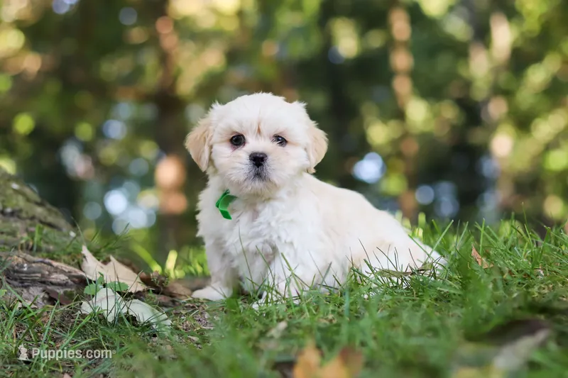 Cody – Lhasa Apso puppy for sale in Millersburg, OH