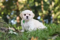 Cody, a male Lhasa Apso for sale in Millersburg, OH – 1 of 9