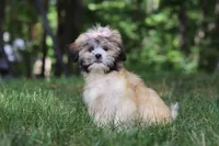 Cynthia, a female Lhasa Apso for sale in Millersburg, OH – 1 of 6