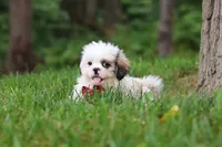 Jethro, a male Lhasa Apso for sale in Millersburg, OH – 4 of 10
