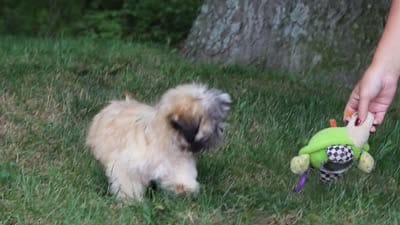 Cynthia, a female Lhasa Apso for sale in Millersburg, OH – 6 of 6