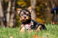 Stella, a female Yorkshire Terrier for sale in Millersburg, OH – Photo 1 of 10