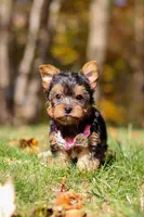 Stella, a female Yorkshire Terrier for sale in Millersburg, OH – Photo 7 of 10