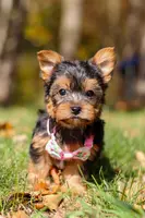 Stella, a female Yorkshire Terrier for sale in Millersburg, OH – Photo 10 of 10