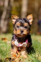 Stella, a female Yorkshire Terrier for sale in Millersburg, OH – Photo 8 of 10