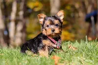 Stella, a female Yorkshire Terrier for sale in Millersburg, OH – Photo 3 of 10
