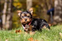 Stella, a female Yorkshire Terrier for sale in Millersburg, OH – Photo 5 of 10