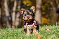 Stella, a female Yorkshire Terrier for sale in Millersburg, OH – Photo 2 of 10