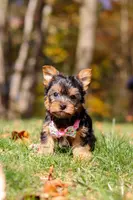 Stella, a female Yorkshire Terrier for sale in Millersburg, OH – Photo 6 of 10