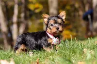 Stella, a female Yorkshire Terrier for sale in Millersburg, OH – Photo 4 of 10