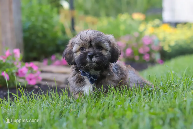 Buddy – Lhasa Apso puppy for sale in Millersburg, OH