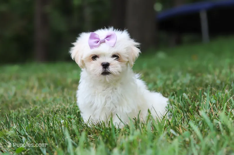 Claudia – Lhasa Apso puppy for sale in Millersburg, OH