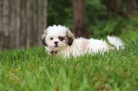 Jethro, a male Lhasa Apso for sale in Millersburg, OH – 6 of 10