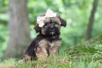 Twinkle, a female Shorkie for sale in Millersburg, OH – 2 of 9