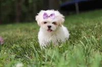 Claudia, a female Lhasa Apso for sale in Millersburg, OH – 7 of 7
