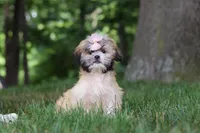 Cynthia, a female Lhasa Apso for sale in Millersburg, OH – 3 of 6