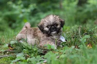 Luca, a male Lhasa Apso for sale in Millersburg, OH – 6 of 10