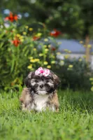 Mia, a female Lhasa Apso for sale in Millersburg, OH – 9 of 10