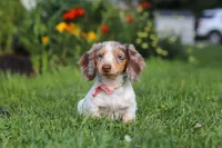 Shyla, a female Miniature Dachshund for sale in Millersburg, OH – 4 of 7