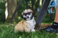 Cynthia, a female Lhasa Apso for sale in Millersburg, OH – 6 of 9