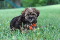 Cory, a male Shorkie for sale in Millersburg, OH – 7 of 8