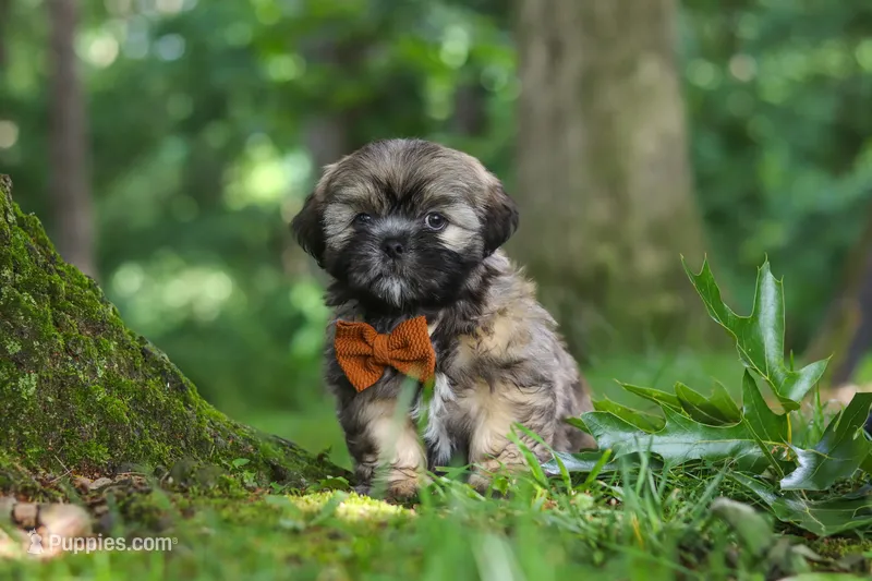 Ben – Lhasa Apso puppy for sale in Millersburg, OH