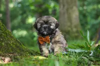 Ben, a male Lhasa Apso for sale in Millersburg, OH – 1 of 8