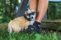 Cynthia, a female Lhasa Apso for sale in Millersburg, OH – 4 of 9