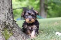 Landon, a male Bichon Frise and Yorkshire Terrier for sale in Millersburg, OH – 3 of 7