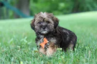 Cory, a male Shorkie for sale in Millersburg, OH – 6 of 8