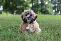Bryce, a male Lhasa Apso for sale in Millersburg, OH – 7 of 8