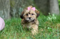 Bebee, a female Shorkie for sale in Millersburg, OH – 5 of 7