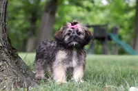 Sophia, a female Lhasa Apso for sale in Millersburg, OH – 4 of 8