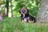 Calvin, a male Shorkie for sale in Millersburg, OH – 2 of 7
