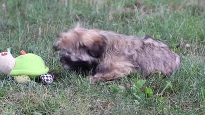 Ben, a male Lhasa Apso for sale in Millersburg, OH – 8 of 8