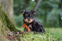 Teddy, a male Bichon Frise and Yorkshire Terrier for sale in Millersburg, OH – 2 of 7